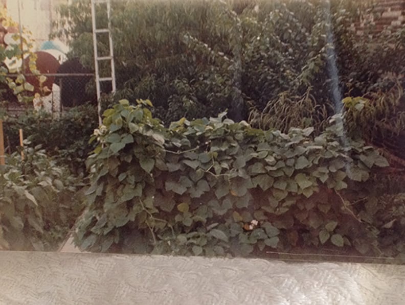 The same garden today