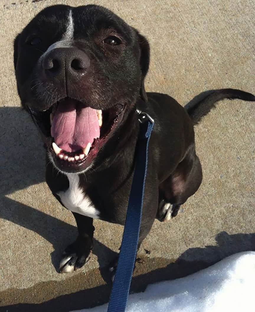 Meet Kiko, a 2yearold lab mix. He is 60 pounds and housebroken. He is kidfriendly and needs a home ASAP: he is stuck in boarding and is very unhappy there.