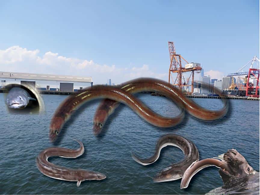 Now that the secret is out, the conger eels play openly in the Atlantic Basin.